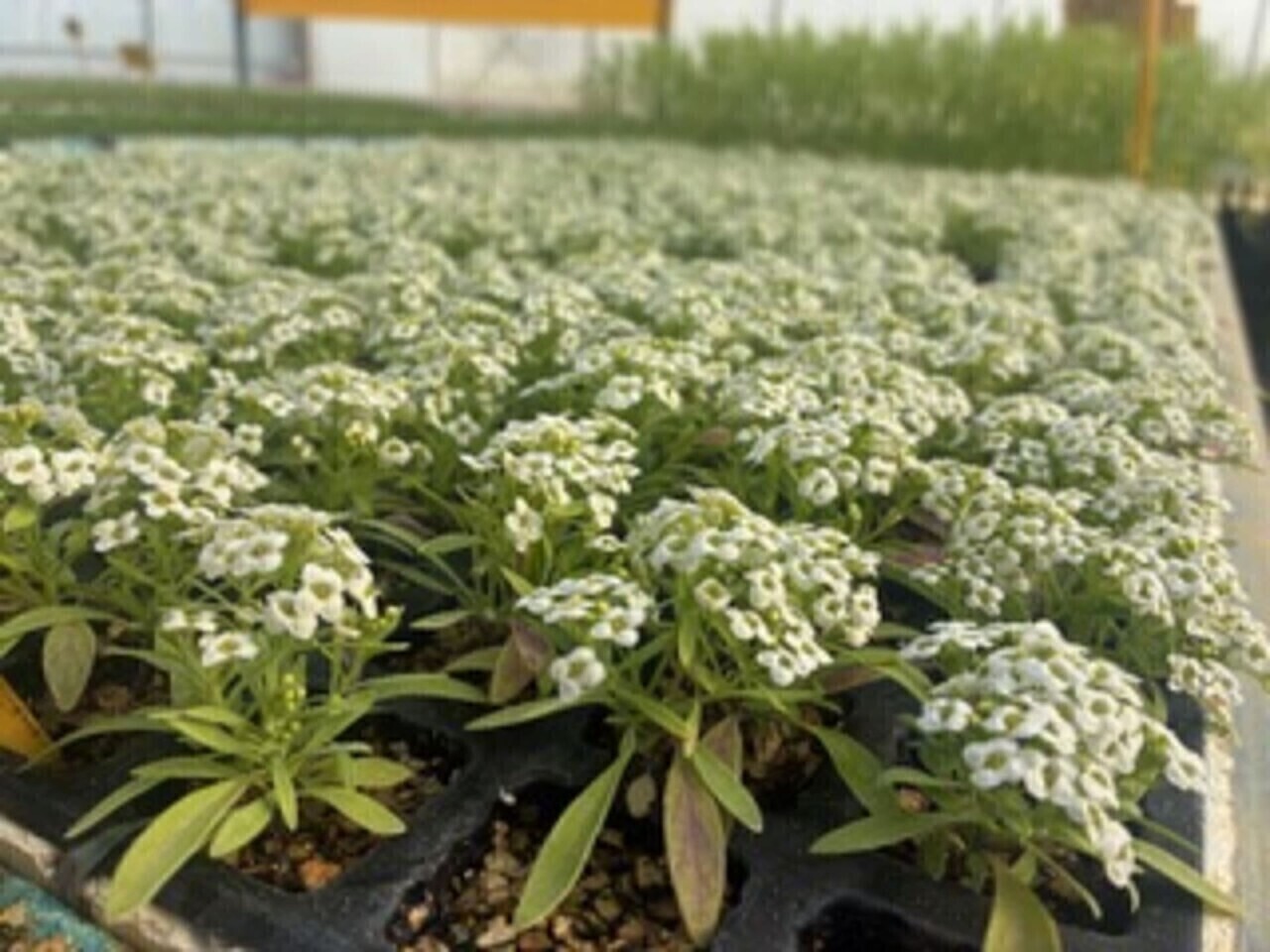 A importância das plantas auxiliares na produção de hortícolas em estufa