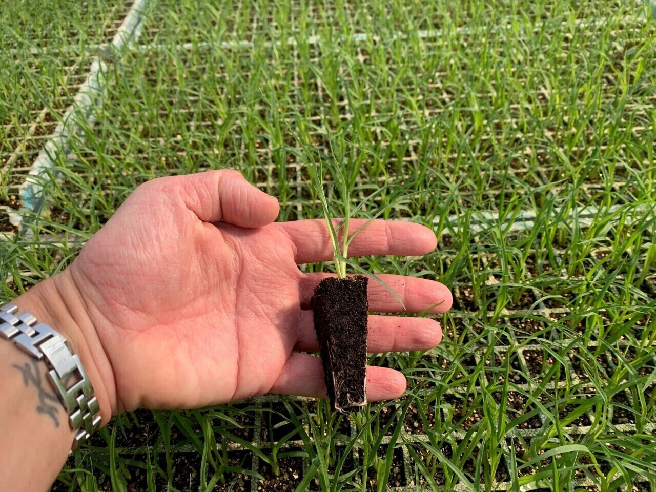 Kikuyu Grass: A Solução para Relvados Afetados pelo Percevejo do Sul