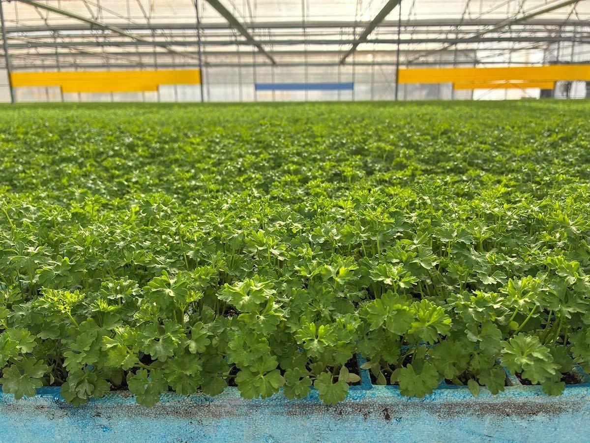 Plantas Aromáticas
