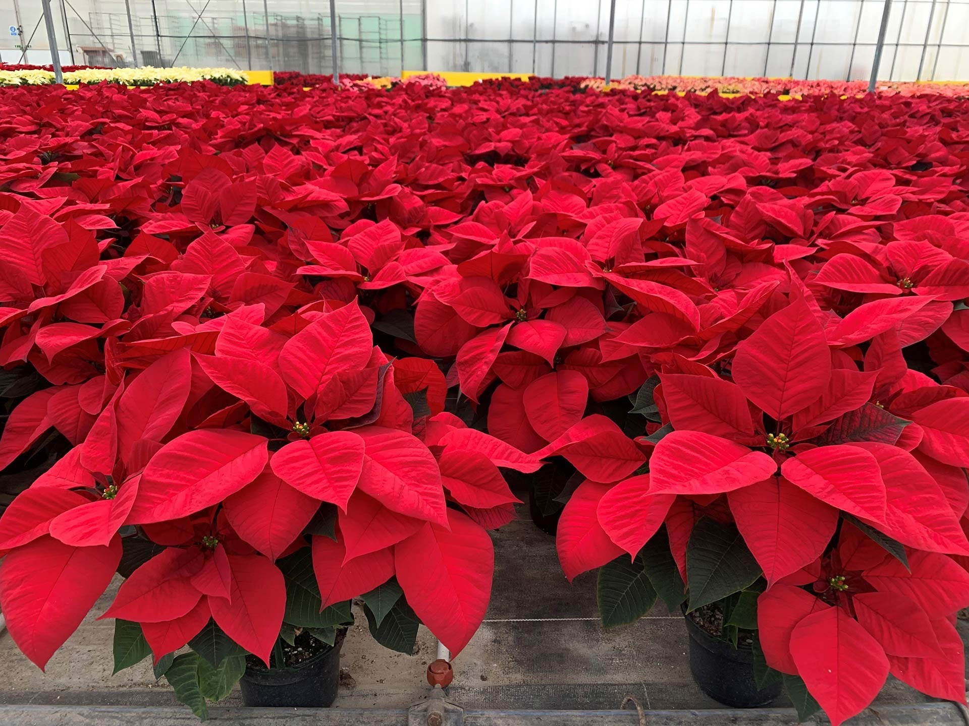 Plantas Ornamentais