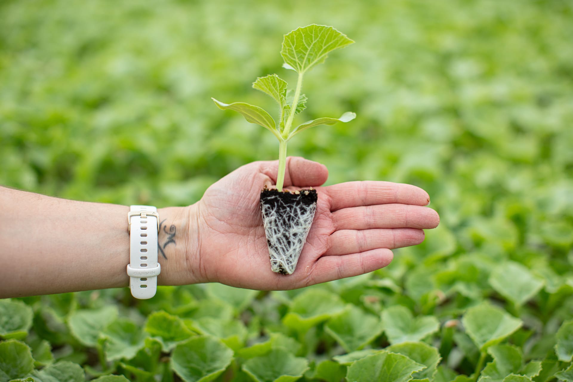 Plantalgarve